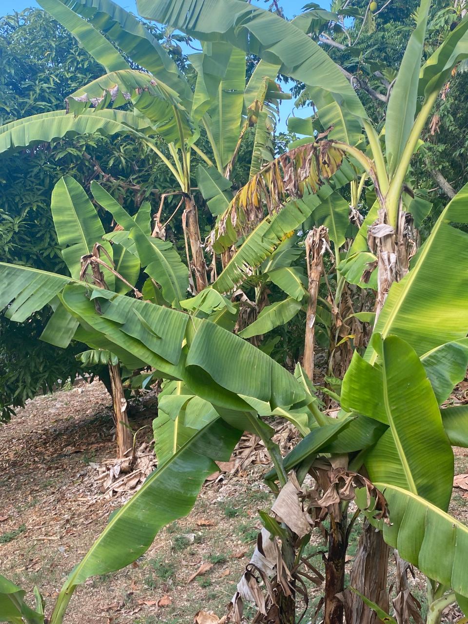 Spacious-3-Bedroom-Home-for-Sale-in-St.-Mary-Jamaica Ninth image of Huddersfield , Lot #58 in Tower Isle, St. Mary, Jamaica - property is For Sale