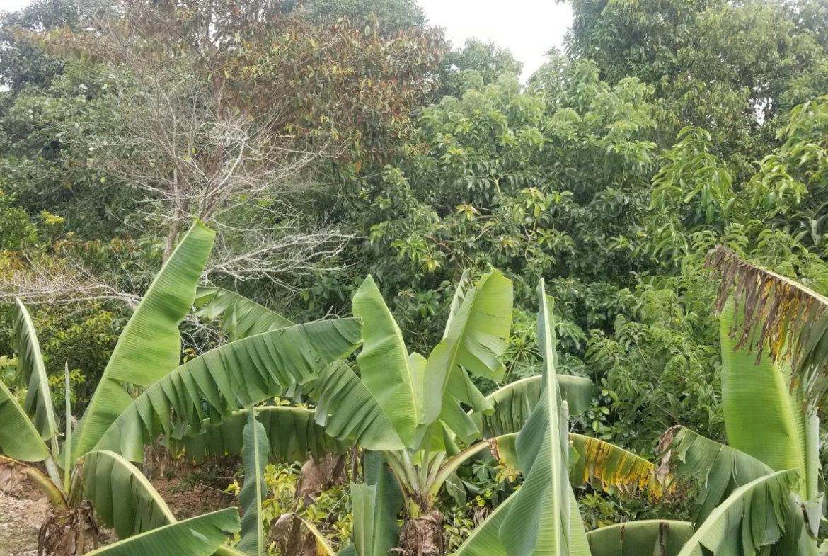 Eleventh image of Chudleigh, Mandeville in Mandeville, Manchester, Jamaica - property is For Sale