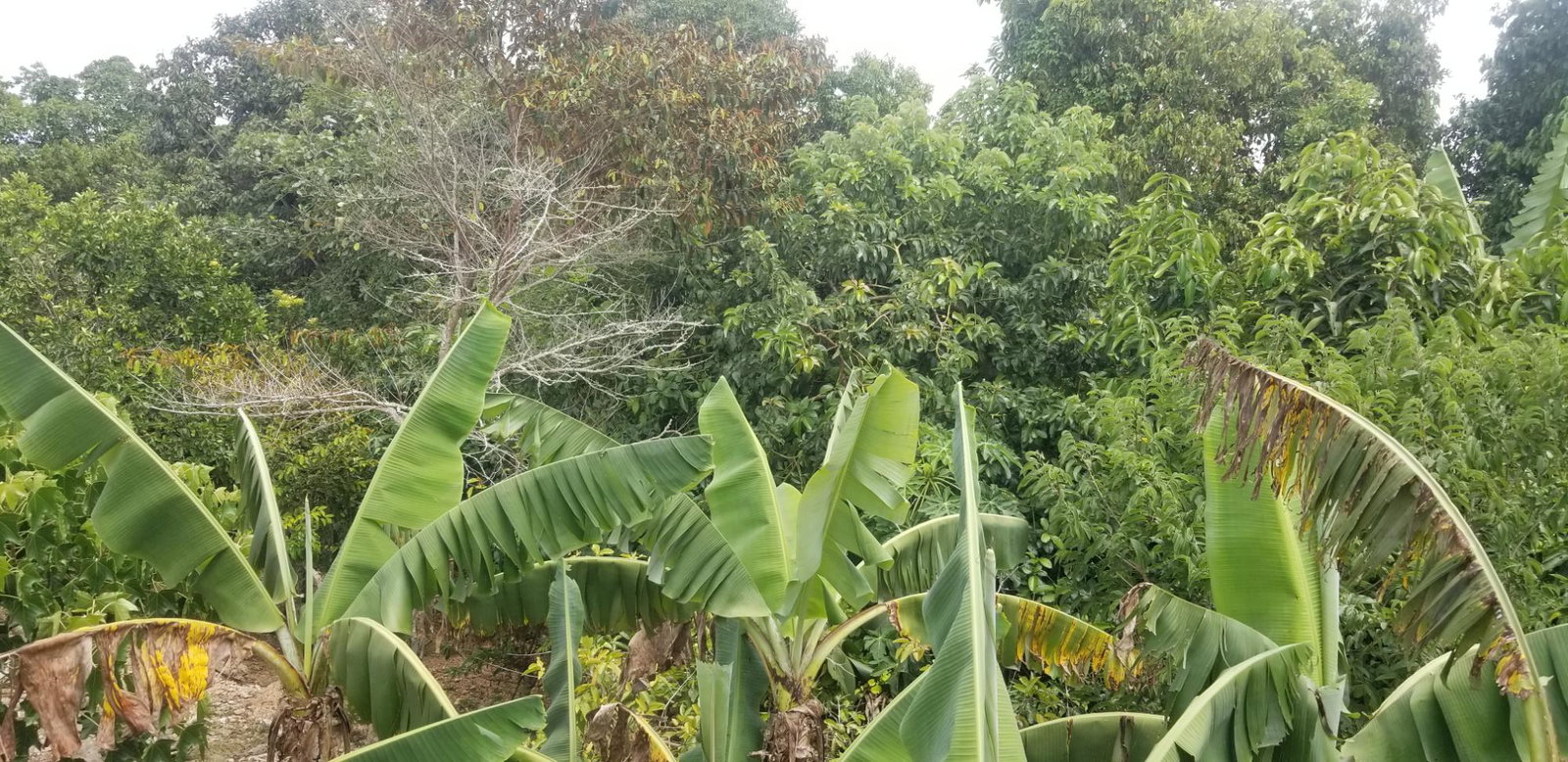 Eleventh image of Chudleigh, Mandeville in Mandeville, Manchester, Jamaica - property is For Sale