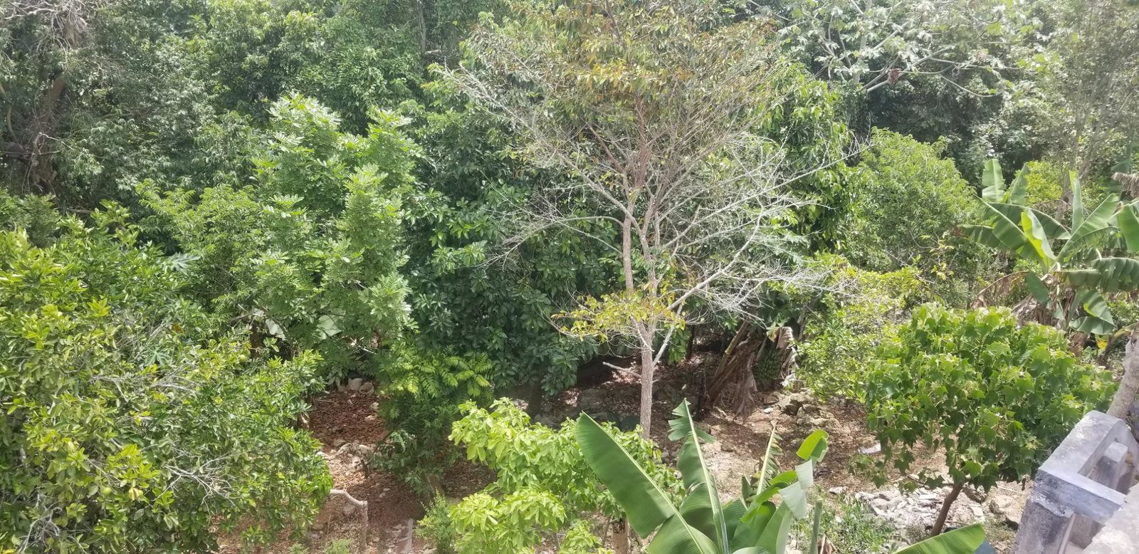 Fourteenth image of Chudleigh, Mandeville in Mandeville, Manchester, Jamaica - property is For Sale