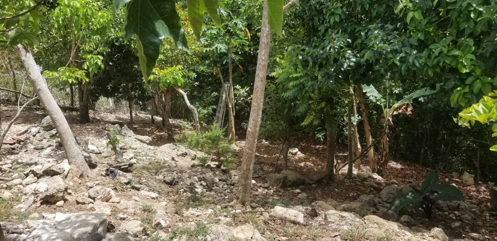 Seventeenth image of Chudleigh, Mandeville in Mandeville, Manchester, Jamaica - property is For Sale