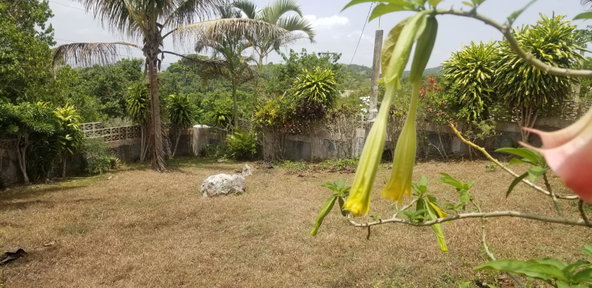 Twenty-Ninth image of Chudleigh, Mandeville in Mandeville, Manchester, Jamaica - property is For Sale