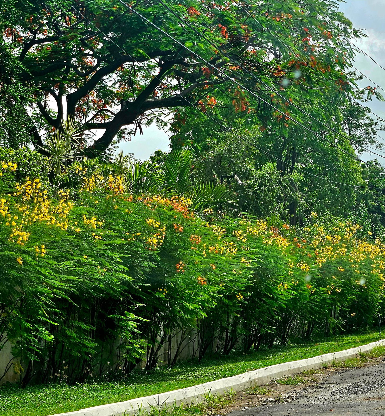 Second image of 9 Gloucester Ave, Kgn 6 in Kingston 6, St. Andrew, Jamaica - property is For Rent