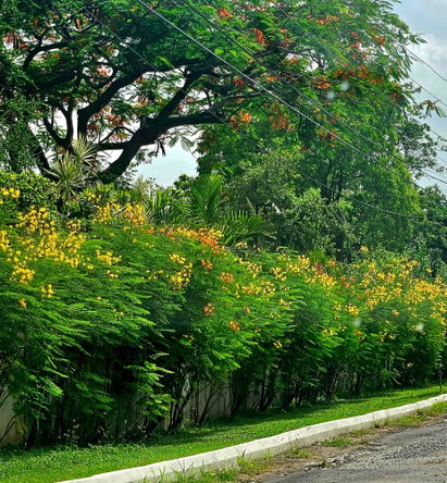 Second image of 9 Gloucester Ave, Kgn 6 in Kingston 6, St. Andrew, Jamaica - property is For Rent