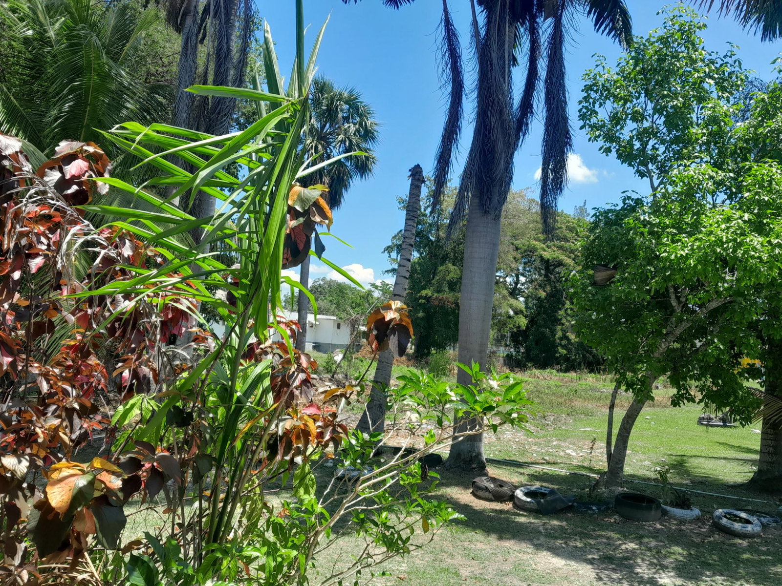 Fifth image of Farm Pen, Savanna la Mar, in Farm Pen, Westmoreland, Jamaica - property is For Sale