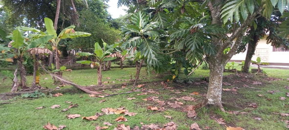 Seventh image of Lots 2 & 4 Georges Plain in White House WD, Westmoreland, Jamaica - property is For Sale