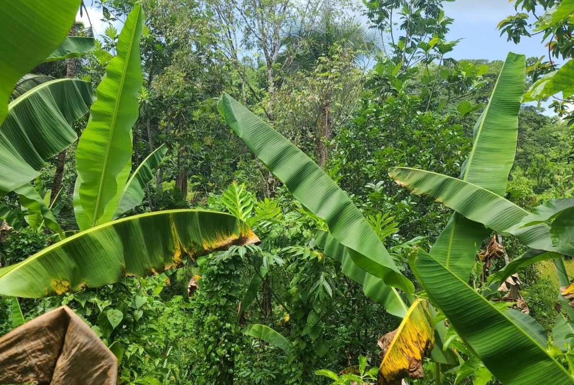 Twenty-Sixth image of Bickersteth in Montego Bay, St. James, Jamaica - property is For Sale