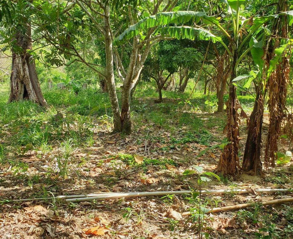 Twelfth image of Smithfield, Llandewey P.o in Llandewey, St. Thomas, Jamaica - property is For Sale