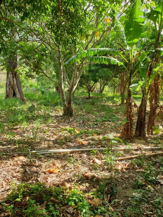 Twelfth image of Smithfield, Llandewey P.o in Llandewey, St. Thomas, Jamaica - property is For Sale