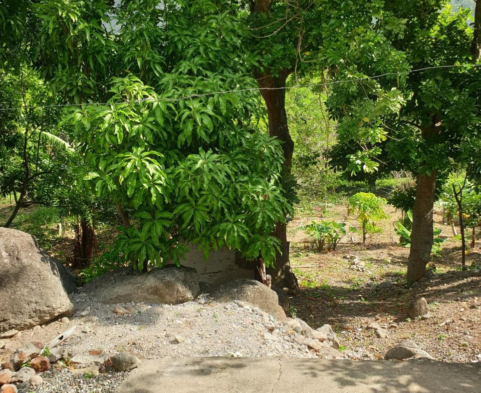 Eighth image of Smithfield, Llandewey P.o in Llandewey, St. Thomas, Jamaica - property is For Sale