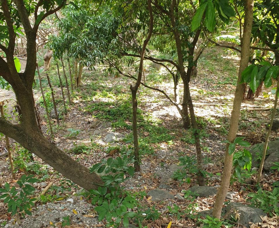Ninth image of Smithfield, Llandewey P.o in Llandewey, St. Thomas, Jamaica - property is For Sale