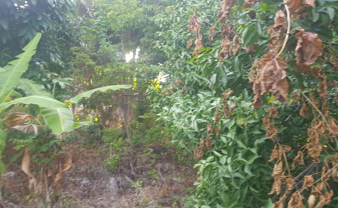 Twelfth image of Marrakech, Huddersfield in Boscobel, St. Mary, Jamaica - property is For Sale