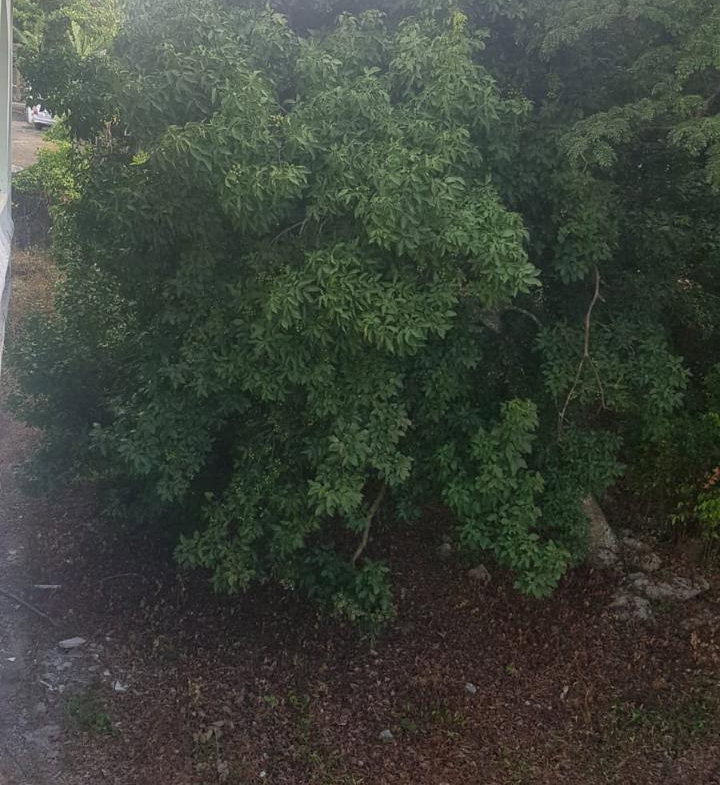 Fourteenth image of Marrakech, Huddersfield in Boscobel, St. Mary, Jamaica - property is For Sale