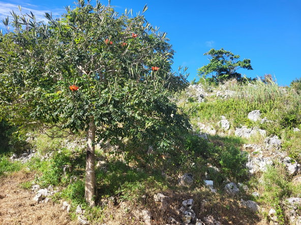 Sixteenth image of mt Prospect, Manchester in MOUNT PROSPECT, Manchester, Jamaica - property is For Sale