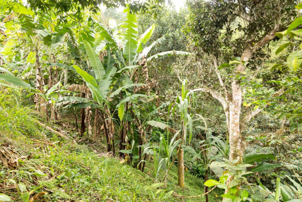 Thirteenth image of Peter's Rock, Woodford in Woodford, St. Andrew, Jamaica - property is For Sale