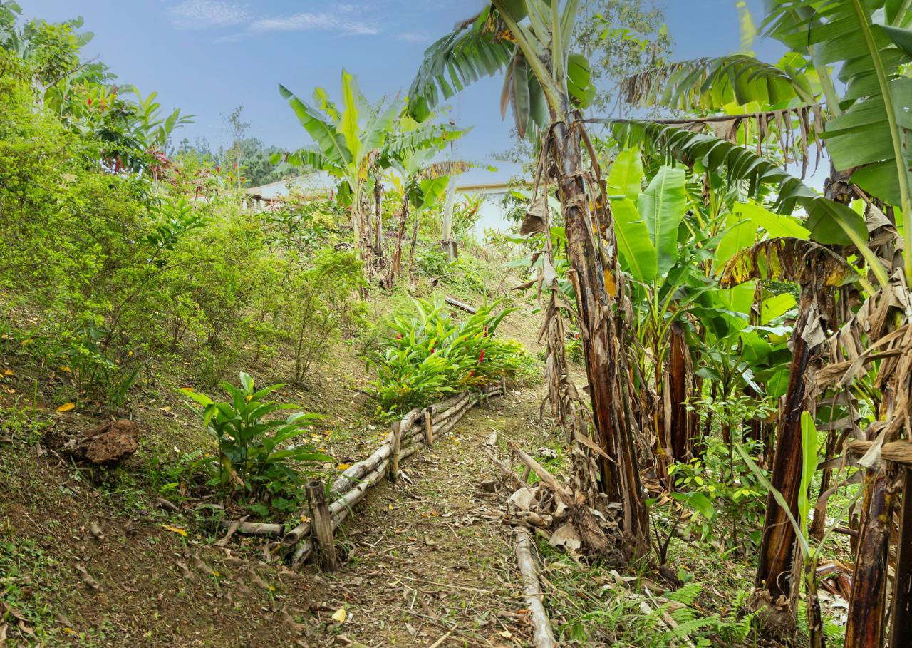Ninth image of Peter's Rock, Woodford in Woodford, St. Andrew, Jamaica - property is For Sale