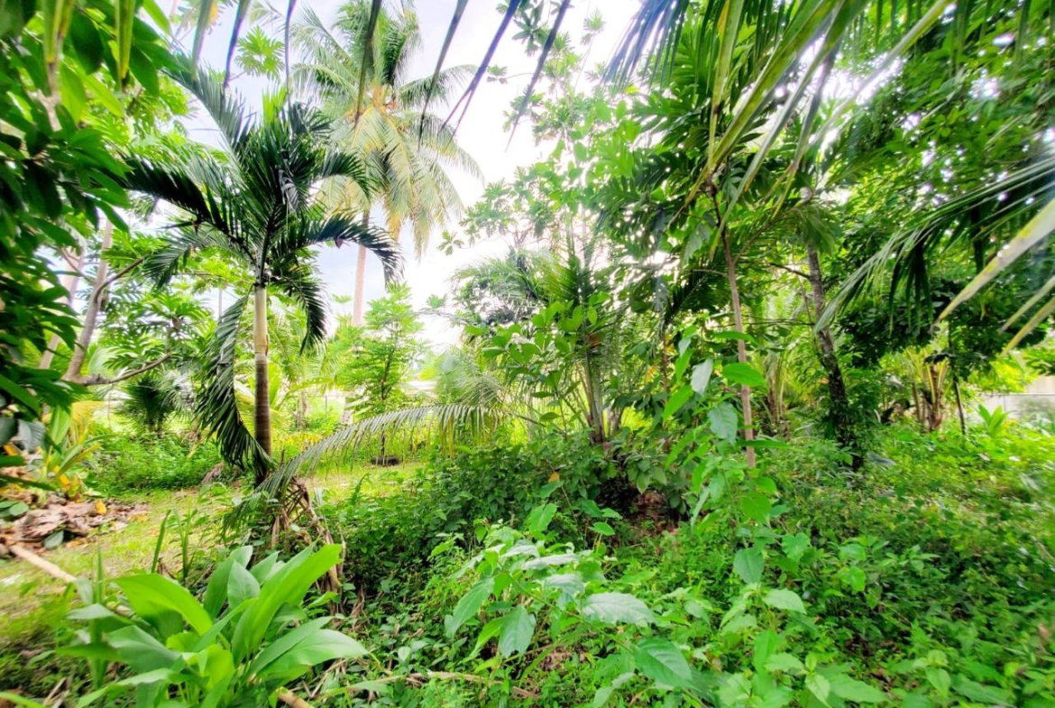 Third image of Lot #128 Kingsvalley, Grange Hill in Grange Hill, Westmoreland, Jamaica - property is For Sale