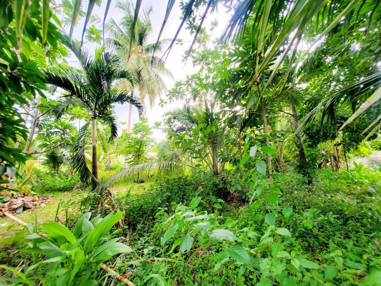 Third image of Lot #128 Kingsvalley, Grange Hill in Grange Hill, Westmoreland, Jamaica - property is For Sale