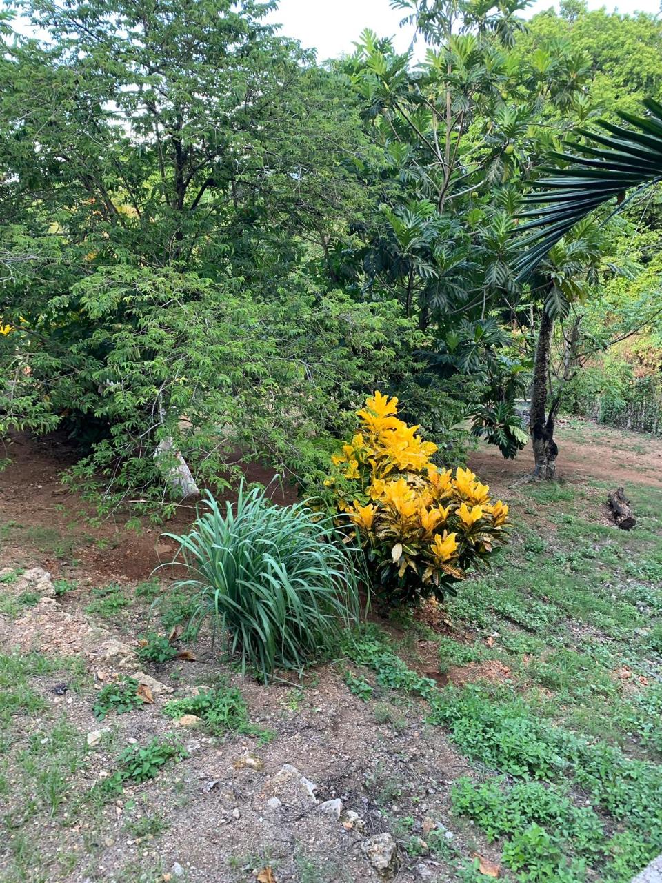 Third image of 0 Retreat, st Mary in Petersfield, St. Mary, Jamaica - property is For Sale