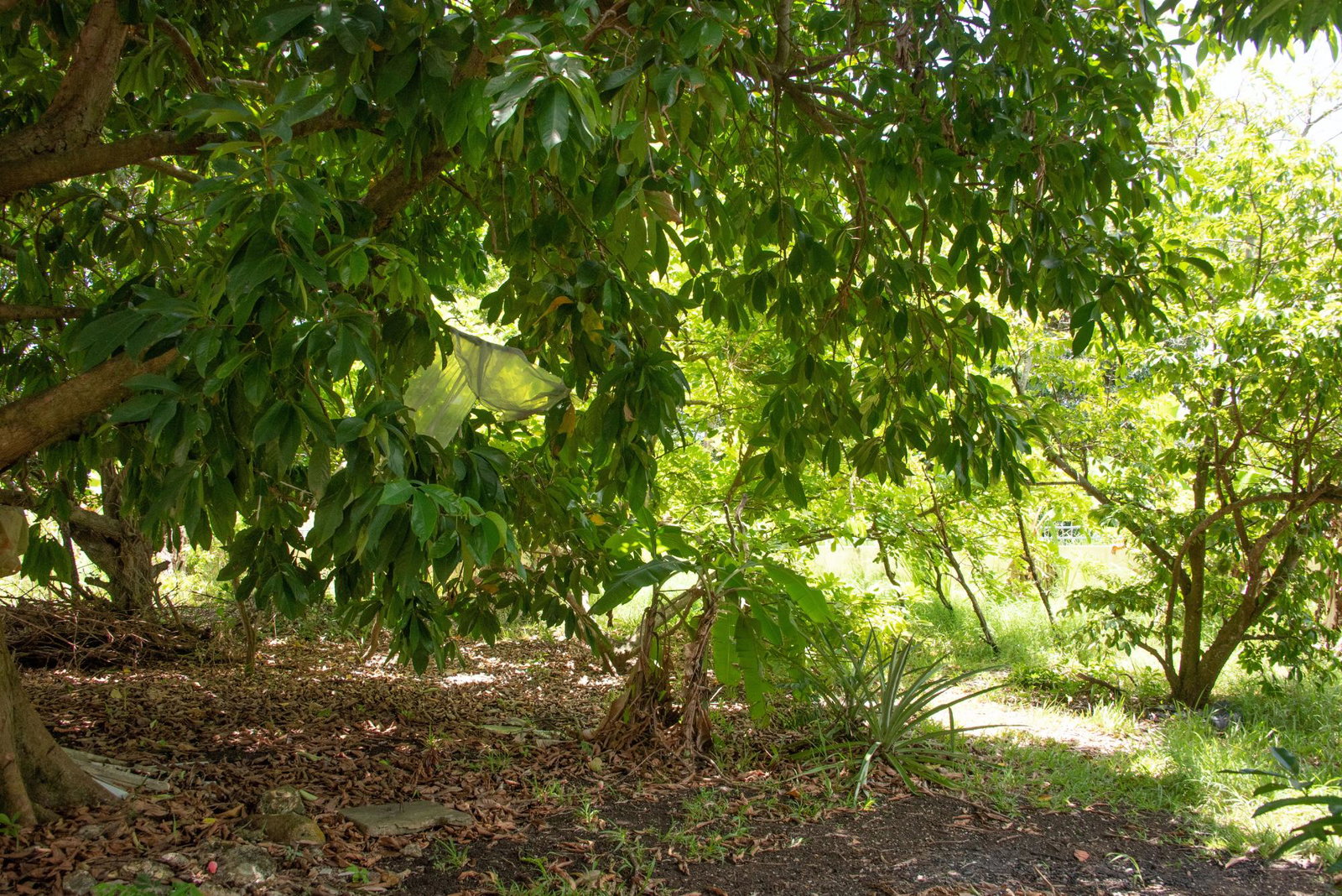 Seventh image of 53-54 Columbus Drive in Mammee Bay, St. Ann, Jamaica - property is For Sale