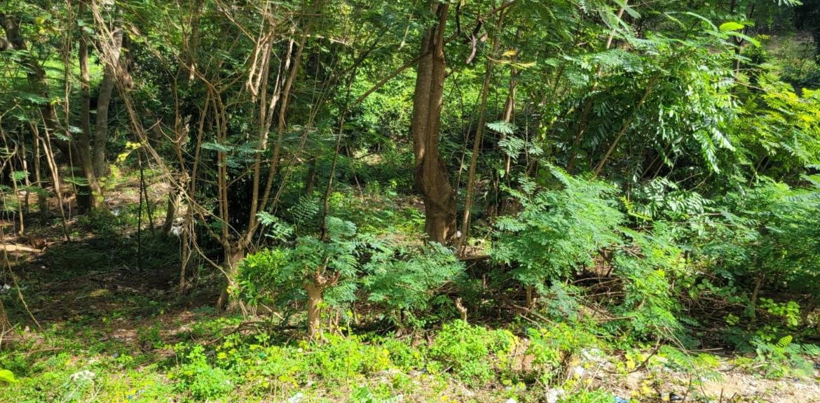 Second image of New Green, Mandeville in Mandeville, Manchester, Jamaica - property is For Sale