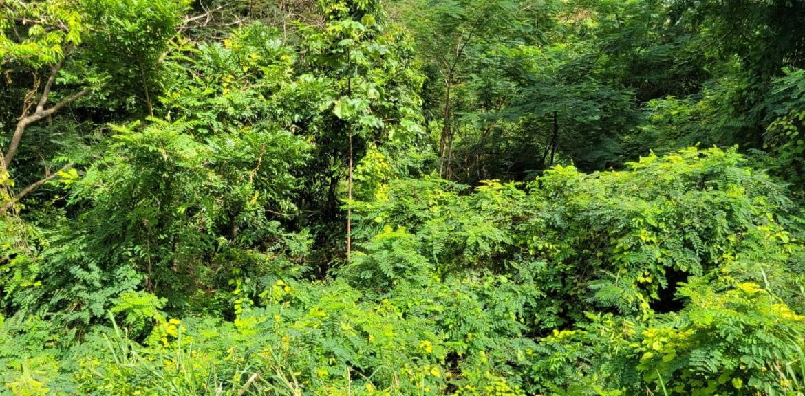 Eleventh image of New Green, Mandeville in Mandeville, Manchester, Jamaica - property is For Sale