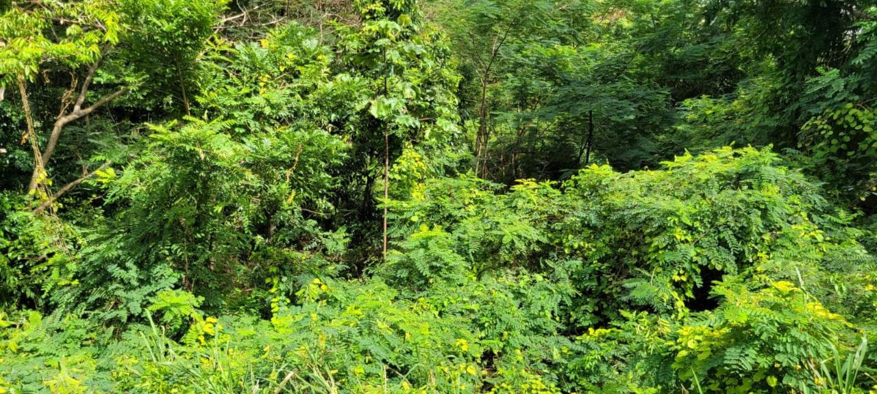 Eleventh image of New Green, Mandeville in Mandeville, Manchester, Jamaica - property is For Sale