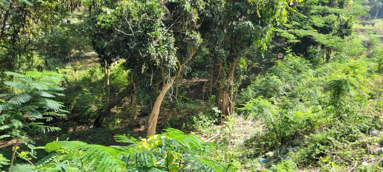 Thirteenth image of New Green, Mandeville in Mandeville, Manchester, Jamaica - property is For Sale