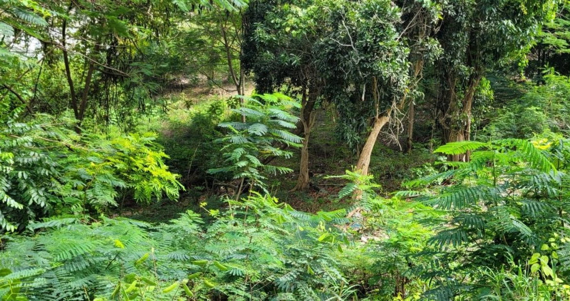 Fifteenth image of New Green, Mandeville in Mandeville, Manchester, Jamaica - property is For Sale