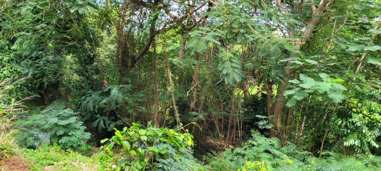 Sixteenth image of New Green, Mandeville in Mandeville, Manchester, Jamaica - property is For Sale