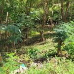 First image of New Green, Mandeville in Mandeville, Manchester, Jamaica - property is For Sale