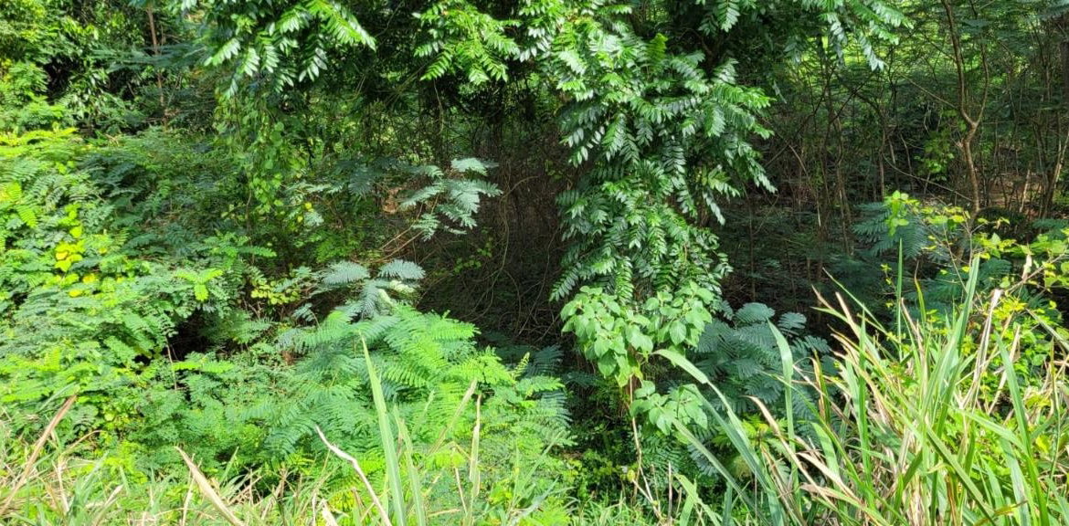 Twenty-Second image of New Green, Mandeville in Mandeville, Manchester, Jamaica - property is For Sale