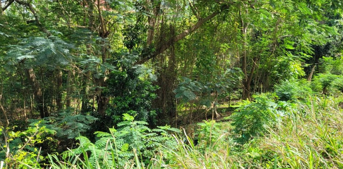 Twenty-Third image of New Green, Mandeville in Mandeville, Manchester, Jamaica - property is For Sale