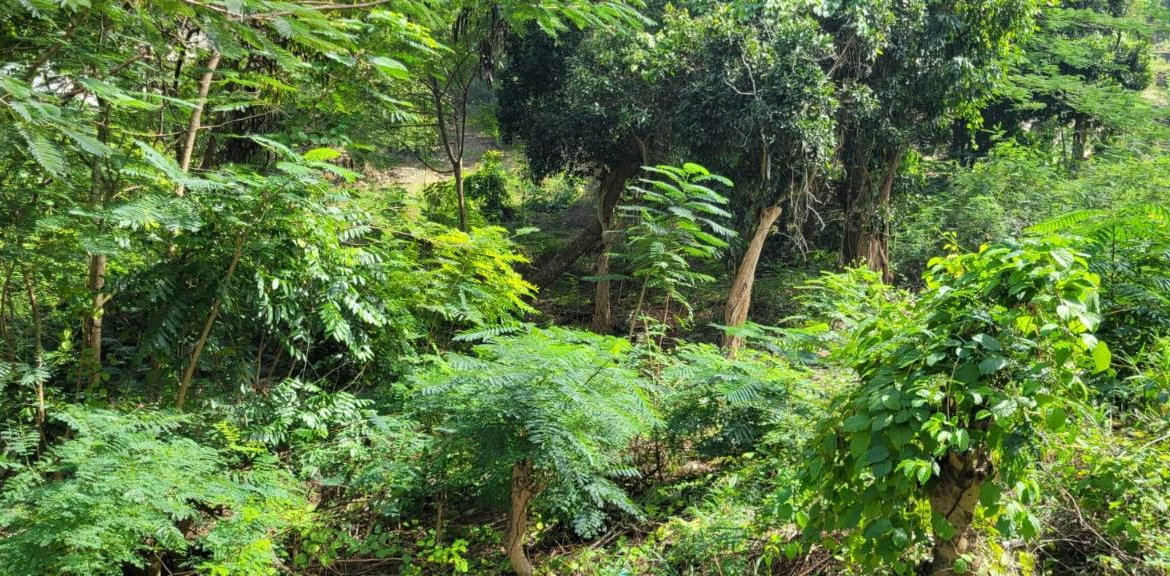 Twenty-Sixth image of New Green, Mandeville in Mandeville, Manchester, Jamaica - property is For Sale