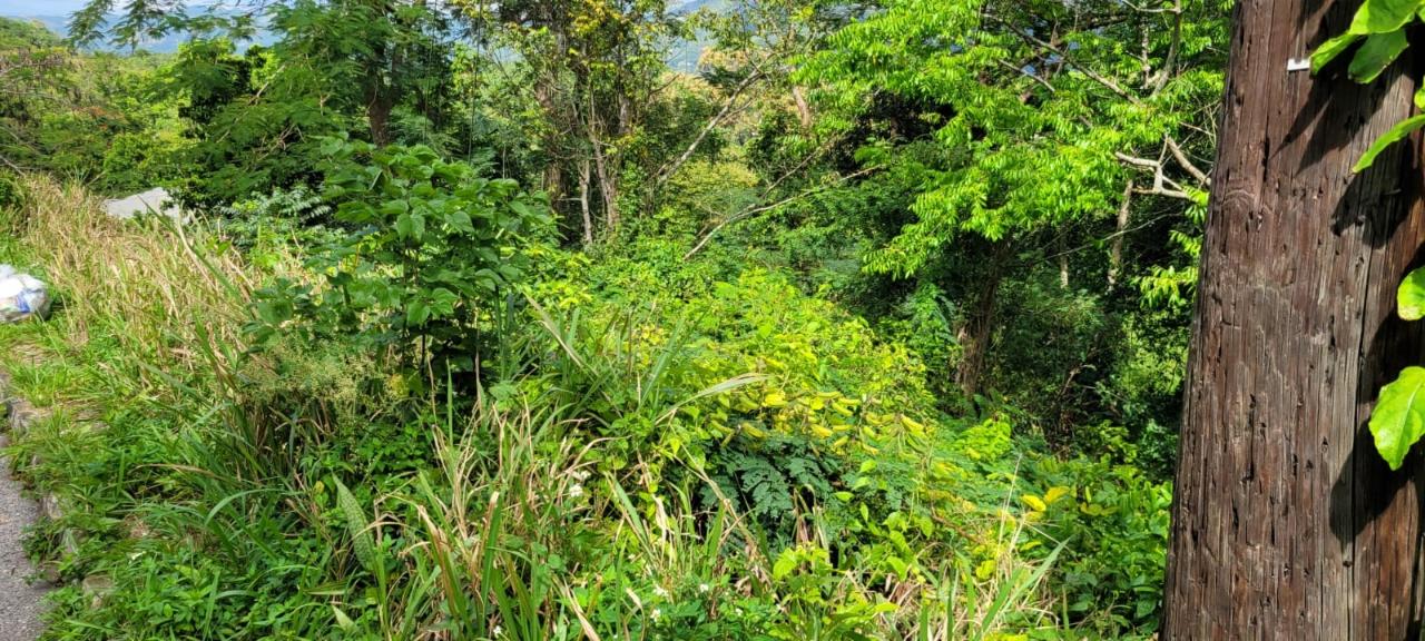 Thirtieth image of New Green, Mandeville in Mandeville, Manchester, Jamaica - property is For Sale