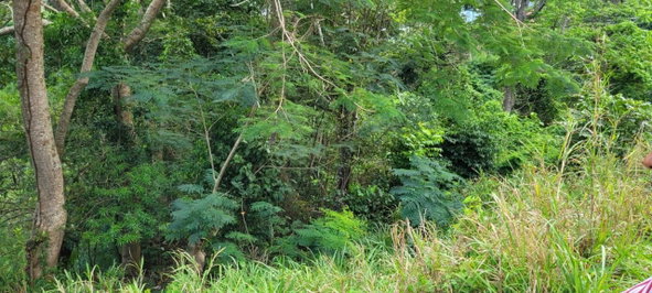 Eleventh image of New Green, Mandeville in Mandeville, Manchester, Jamaica - property is For Sale