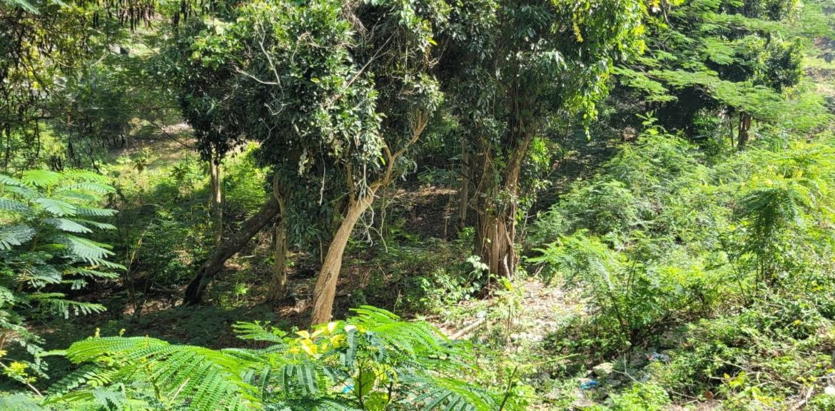 Twelfth image of New Green, Mandeville in Mandeville, Manchester, Jamaica - property is For Sale