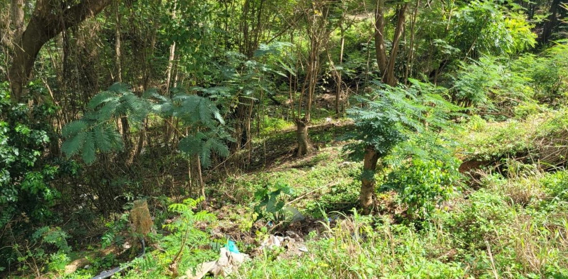 Fifteenth image of New Green, Mandeville in Mandeville, Manchester, Jamaica - property is For Sale