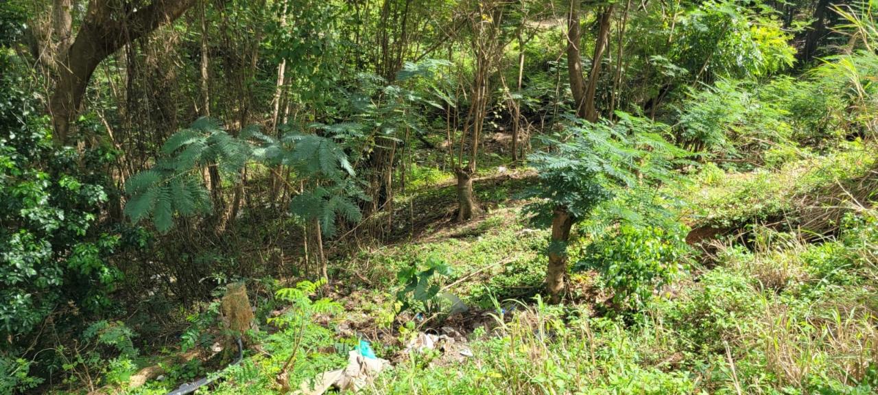 Fifteenth image of New Green, Mandeville in Mandeville, Manchester, Jamaica - property is For Sale