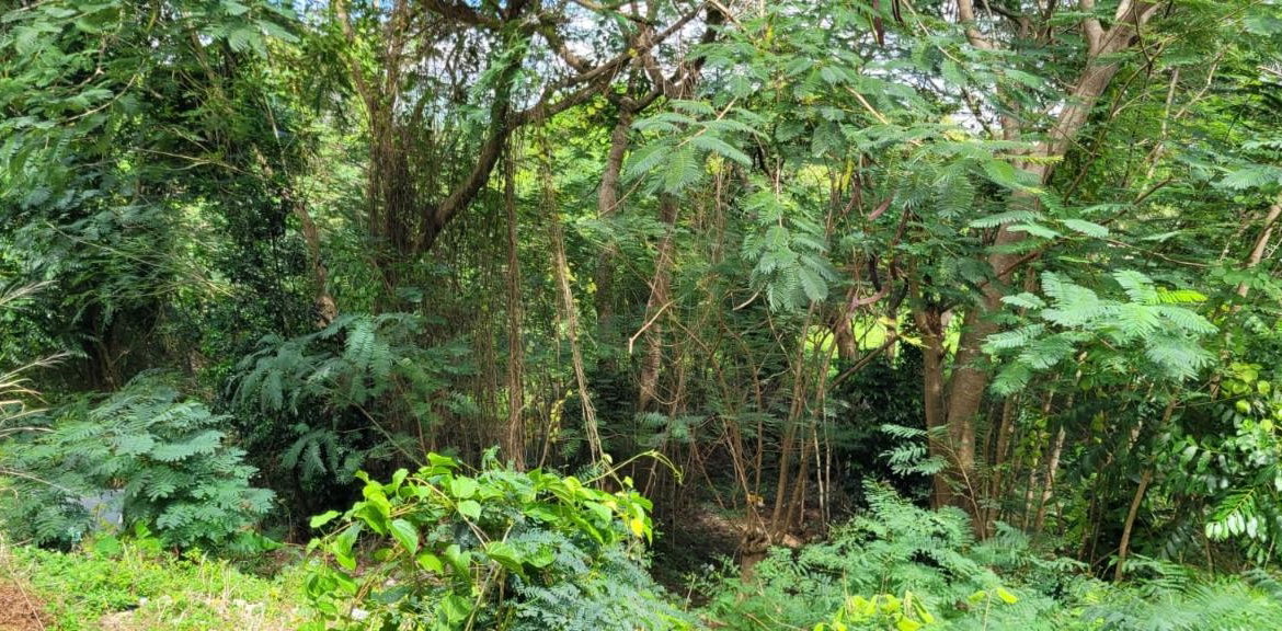 Sixteenth image of New Green, Mandeville in Mandeville, Manchester, Jamaica - property is For Sale