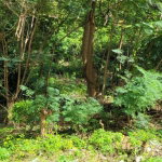 First image of New Green, Mandeville in Mandeville, Manchester, Jamaica - property is For Sale