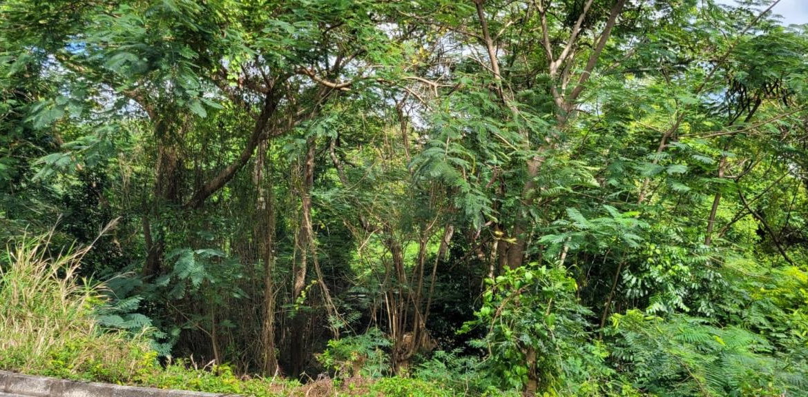 Eighteenth image of New Green, Mandeville in Mandeville, Manchester, Jamaica - property is For Sale