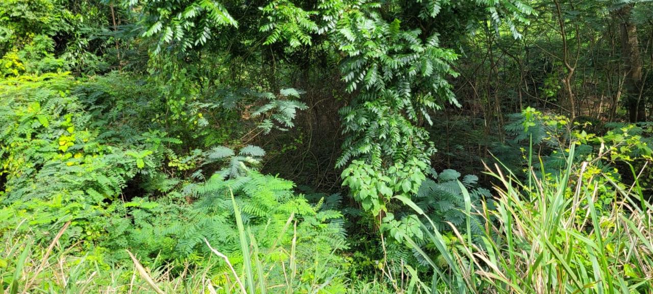 Twenty-Second image of New Green, Mandeville in Mandeville, Manchester, Jamaica - property is For Sale