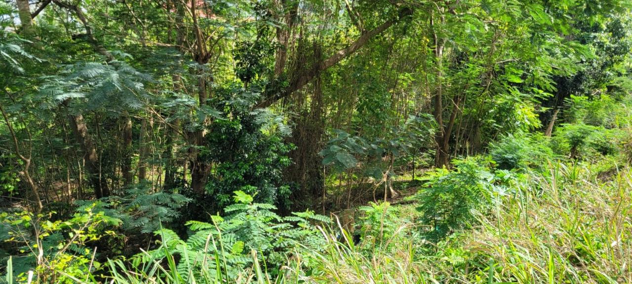 Twenty-Third image of New Green, Mandeville in Mandeville, Manchester, Jamaica - property is For Sale