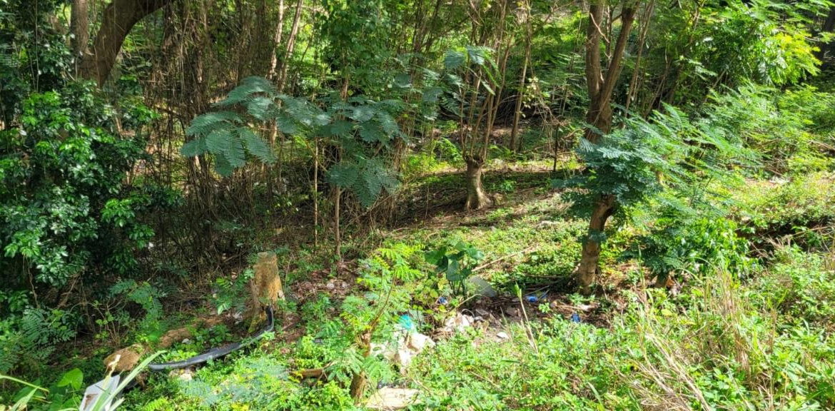 Twenty-Fourth image of New Green, Mandeville in Mandeville, Manchester, Jamaica - property is For Sale