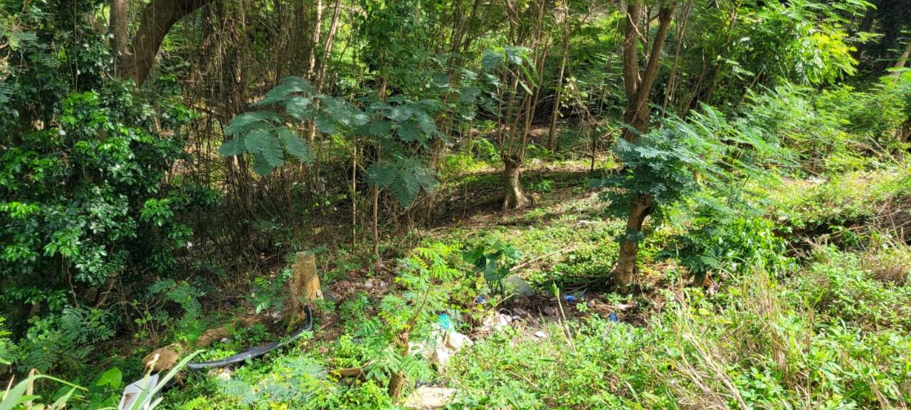 Twenty-Fourth image of New Green, Mandeville in Mandeville, Manchester, Jamaica - property is For Sale