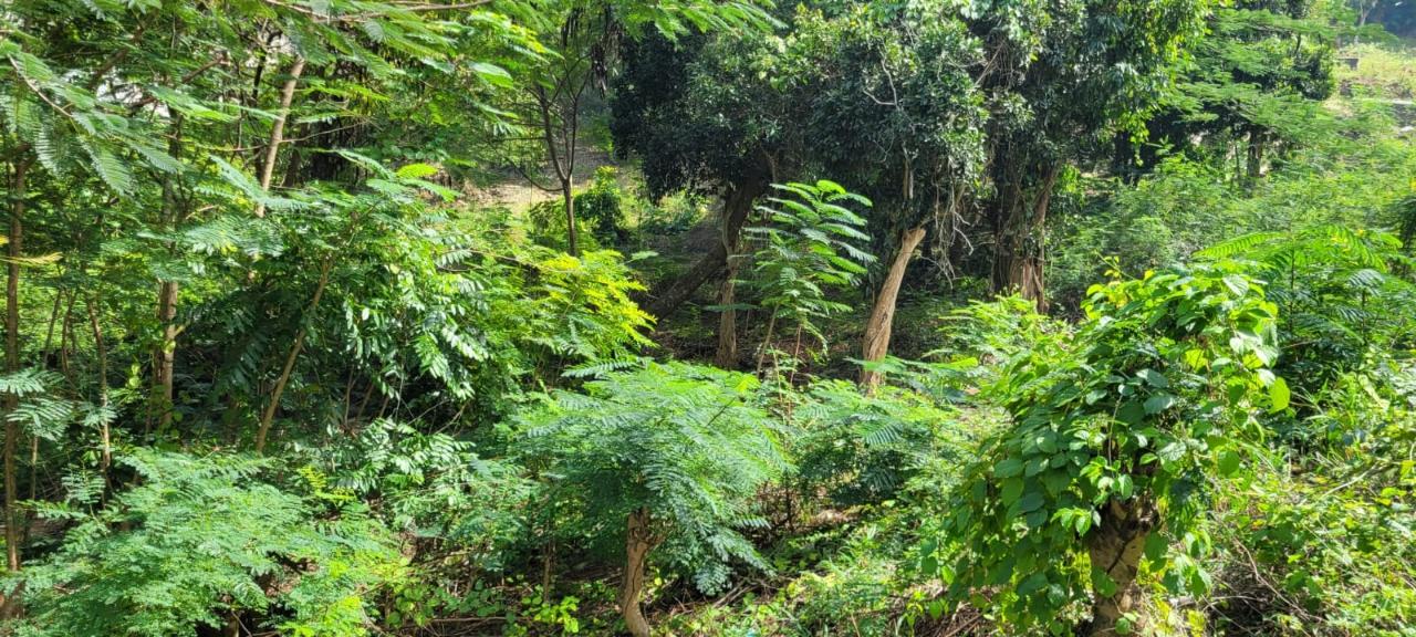 Twenty-Sixth image of New Green, Mandeville in Mandeville, Manchester, Jamaica - property is For Sale