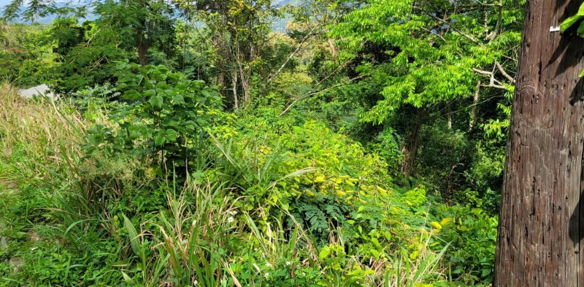 Thirtieth image of New Green, Mandeville in Mandeville, Manchester, Jamaica - property is For Sale