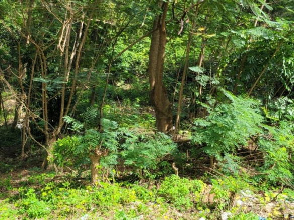 First image of New Green, Mandeville in Mandeville, Manchester, Jamaica - property is For Sale