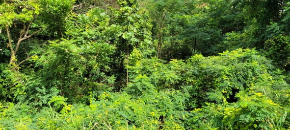 Tenth image of New Green, Mandeville in Mandeville, Manchester, Jamaica - property is For Sale